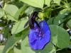 Xylocopa sp.